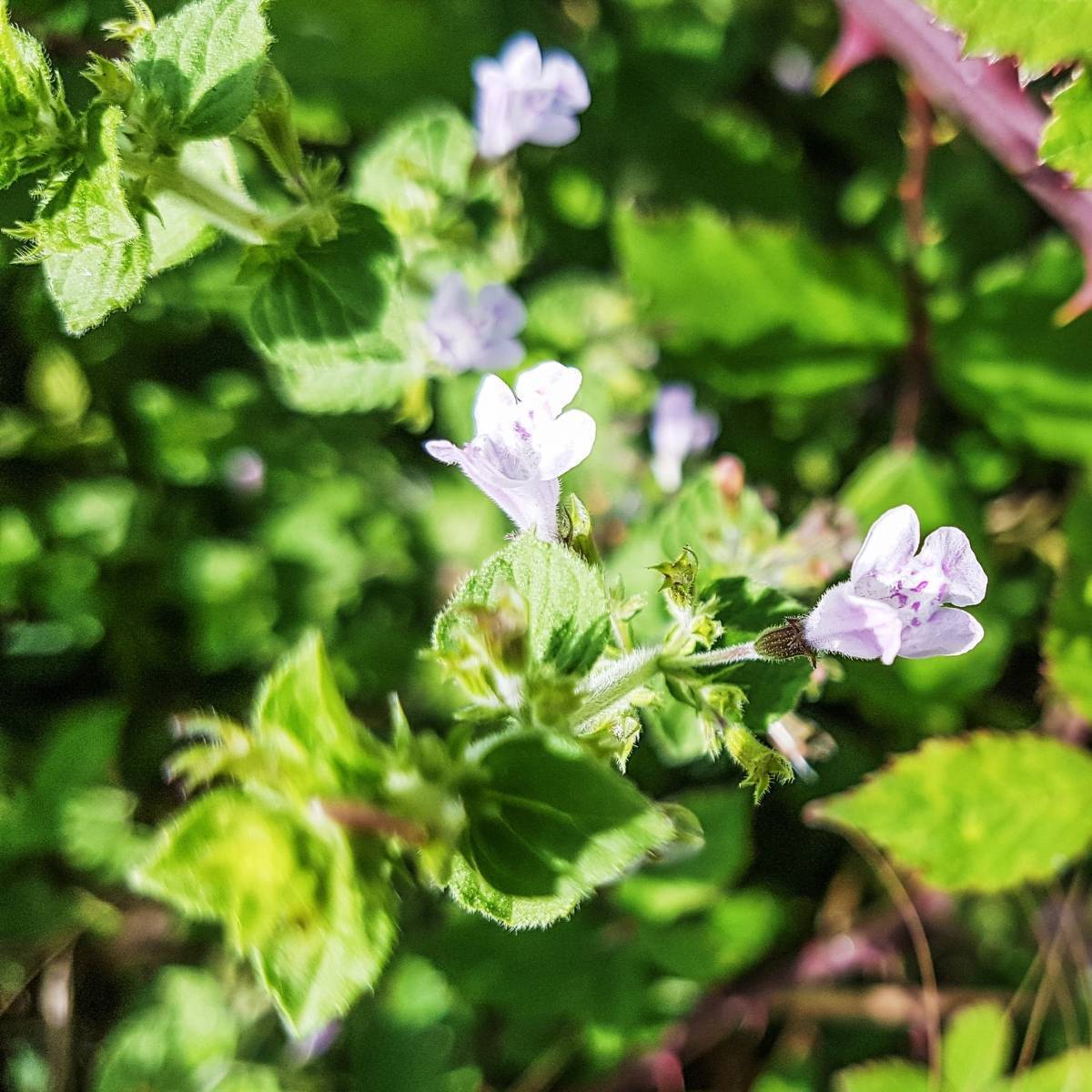 Lesser Calamint